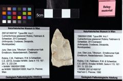 Foto (Objket + Etiketten) von Culmenformosa glaessneri (Robins, Feldmann & Schweitzer, 2013) 